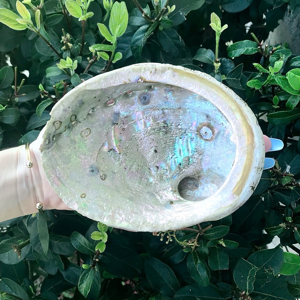 Large Abalone Shell 🐚 - Picture 1 of 5
